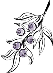 Blueberry branch
