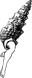 Shell Person