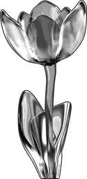 Tulip Flower Form