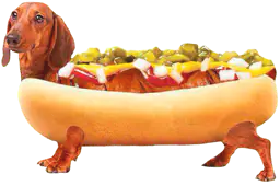 "Sausage dog"