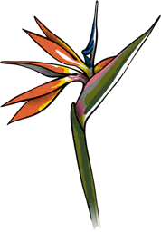 "Bird Of Paradise" Flower