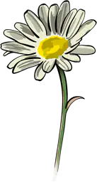 White Daisy Flower