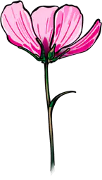 Pink Cosmos Flower