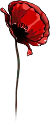 Red Poppy Flower