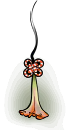 Peach Fuchsia Flower