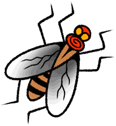 House Fly