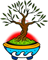 Olive Tree Bonsai