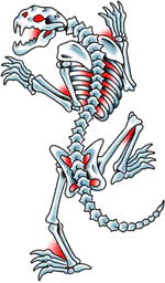 Panther Skeleton