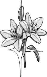 Cute lilies