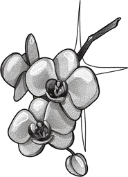 Cute cherry blossom