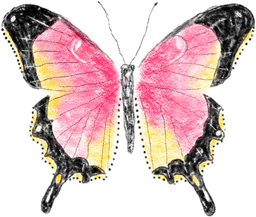 Pink and yellow butterfly