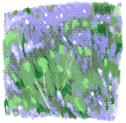 Lilac flower meadow