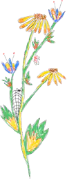 Flowers and bugs
