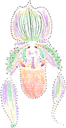 Orchid flower #2