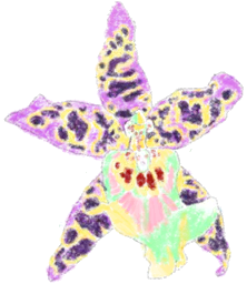 Bee orchid