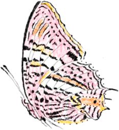 Pink and yellow butterfly profile