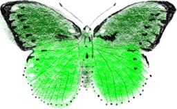 Green butterfly