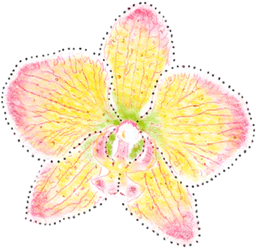 Orchid flower #1