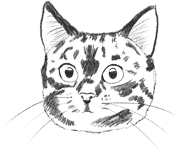 A stray cat staring at you