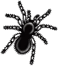 Spider