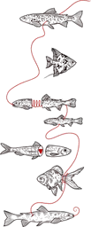 Hooked Fish with Red Fishing Line
