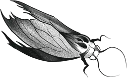 Winged Insect