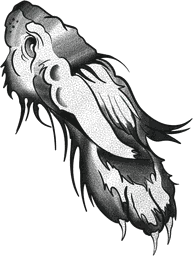 Decaying Rabbit Head