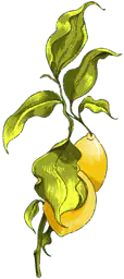 Lemon tree branch