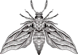 Death Moth