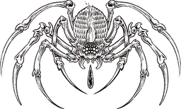 Blood Drop Spider