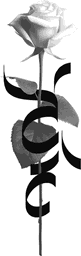 Rose with asemic writing