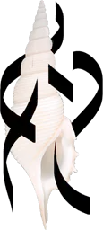 Shell with asemic writing