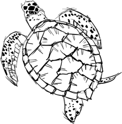 Sea Turtle
