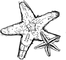 Sea Star