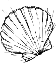 Scallop Shell